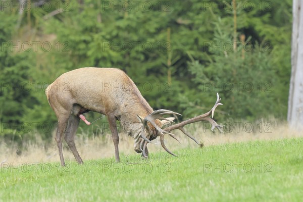 Red deer (Cervus elaphus) capital stag forkelt with its antlers in a forest clearing during the rutting season, rutting behaviour, wildlife, mammal, Forsthaus Hohenroth am Rothaarsteig, Siegen-Wittgenstein, North Rhine-Westphalia, Germany