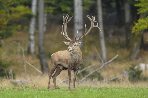 Red deer (Cervus elaphus) capital stag in a forest clearing during the rutting season, wildlife, mammal, Forsthaus Hohenroth am Rothaarsteig, Siegen-Wittgenstein, North Rhine-Westphalia, Germany