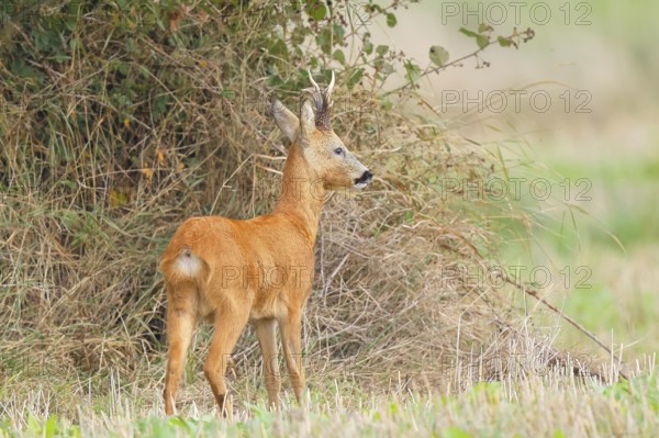 European roe deer (Capreolus capreolus), roebuck standing in front of a hedge after the rutting season, wildlife, morning light, roe deer, mammal, Baltic Sea island Fehmarn, East Holstein, Schleswig-Holstein, Germany