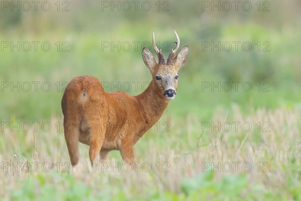 European roe deer (Capreolus capreolus), roebuck standing in harvested grain field after the rutting season, wildlife, morning light, roe deer, mammal, Baltic Sea island Fehmarn, East Holstein, Schleswig-Holstein, Germany