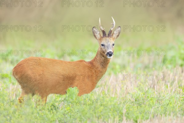 European roe deer (Capreolus capreolus), roebuck standing in harvested grain field after the rutting season, wildlife, morning light, roe deer, mammal, Baltic Sea island Fehmarn, East Holstein, Schleswig-Holstein, Germany
