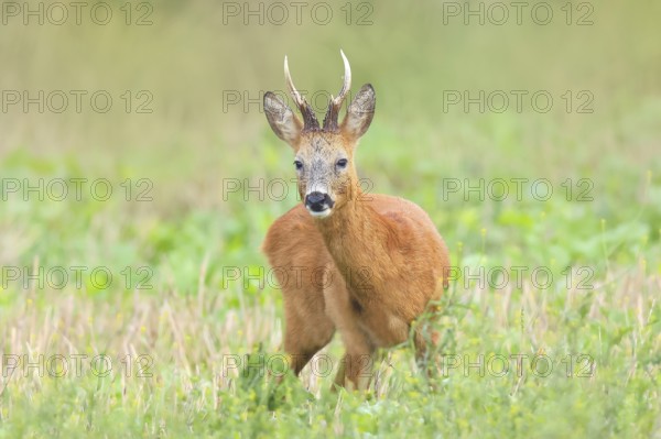 European roe deer (Capreolus capreolus), roebuck standing in harvested grain field after the rutting season, wildlife, morning light, roe deer, mammal, Baltic Sea island Fehmarn, East Holstein, Schleswig-Holstein, Germany