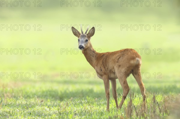 European roe deer (Capreolus capreolus), roebuck standing on harvested grain field after the rutting season, wildlife, morning light, roe deer, mammal, Baltic Sea island Fehmarn, East Holstein, Schleswig-Holstein, Germany