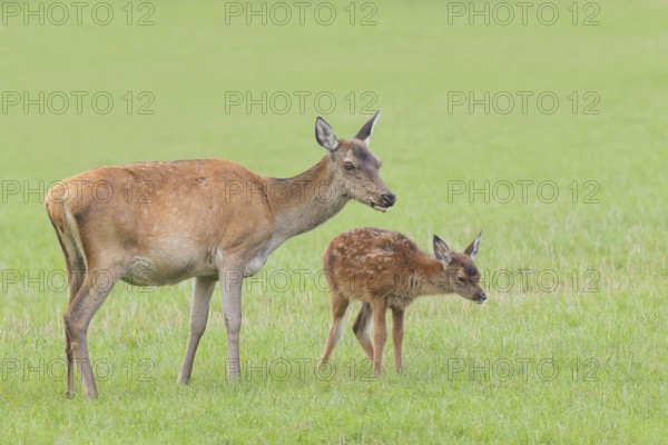 Adult red deer cow (Cervus elaphus) with calf standing in a meadow, wildlife, mammal, Forsthaus Hohenroth am Rothaarsteig, Siegen-Wittgenstein, North Rhine-Westphalia, Germany