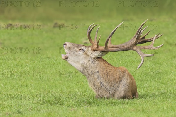 Red deer (Cervus elaphus) in rutting season, red deer resting, roaring, wildlife, mammal, Forsthaus Hohenroth on the Rothaarsteig, Siegen-Wittgenstein, North Rhine-Westphalia, Germany