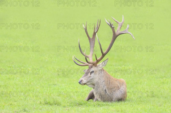 Red deer (Cervus elaphus) in rutting season, red deer resting, wildlife, mammal, Forsthaus Hohenroth on the Rothaarsteig, Siegen-Wittgenstein, North Rhine-Westphalia, Germany