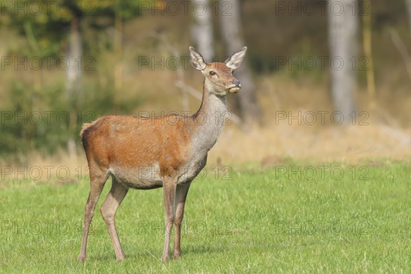 Red deer cow (Cervus elaphus) standing in a forest clearing, wildlife, Forsthaus Hohenroth on the Rothaarsteig, Siegen-Wittgenstein, North Rhine-Westphalia, Germany