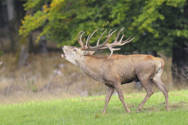 Red deer (Cervus elaphus) capital stag roaring in a forest clearing during the rutting season, wildlife, mammal, Forsthaus Hohenroth am Rothaarsteig, Siegen-Wittgenstein, North Rhine-Westphalia, Germany