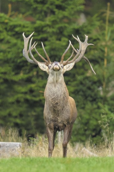 Red deer (Cervus elaphus) capital stag roaring in a forest clearing during the rutting season, wildlife, mammal, Forsthaus Hohenroth am Rothaarsteig, Siegen-Wittgenstein, North Rhine-Westphalia, Germany