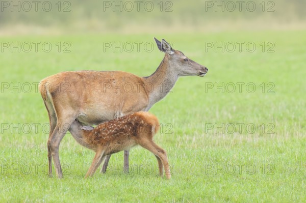 Adult red deer cow (Cervus elaphus) suckling her calf in a meadow, wildlife, mammal, Forsthaus Hohenroth am Rothaarsteig, Siegen-Wittgenstein, North Rhine-Westphalia, Germany