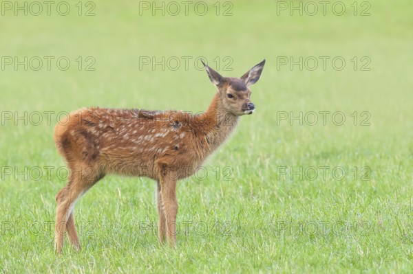Deer calf (Cervus elaphus) standing in a meadow, wildlife, mammal, Forsthaus Hohenroth on the Rothaarsteig, Siegen-Wittgenstein, North Rhine-Westphalia, Germany