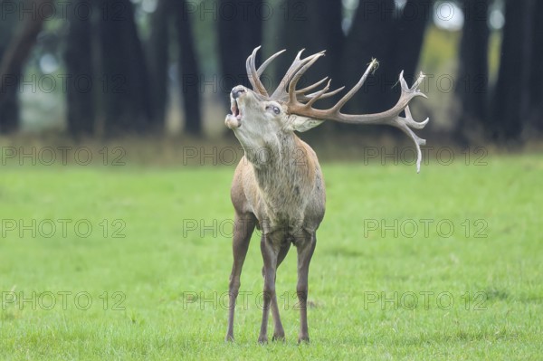 Red deer (Cervus elaphus) capital stag roaring in a forest clearing during the rutting season, wildlife, mammal, Forsthaus Hohenroth am Rothaarsteig, Siegen-Wittgenstein, North Rhine-Westphalia, Germany