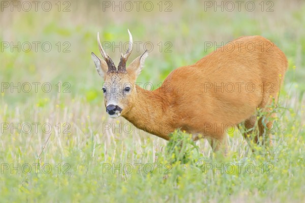 European roe deer (Capreolus capreolus), roebuck standing in harvested grain field after the rutting season, wildlife, morning light, roe deer, mammal, Baltic Sea island Fehmarn, East Holstein, Schleswig-Holstein, Germany