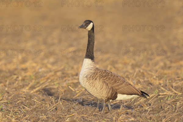 Canada goose (Branta canadensis) standing on harvested grain field, wildlife, geese, migratory bird, Baltic Sea coast, Fehmarn Island, East Holstein, Schleswig-Holstein, Germany