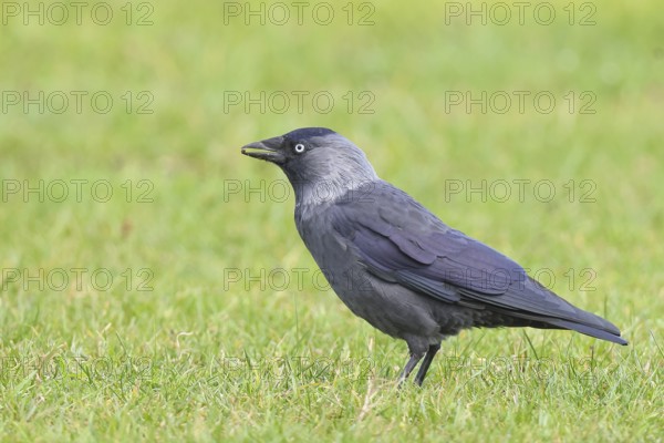 Jackdaw (Corvus monedula), adult bird foraging in a meadow, wildlife, birds, raven, Baltic Sea coast, Fehmarn Island, East Holstein Schleswig-Holstein, Germany