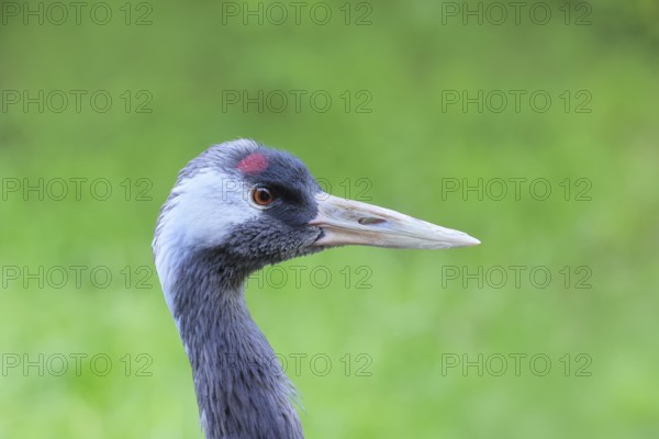 Crane (Grus grus), close-up of a crane, portrait, captive, Bavarian Forest National Park, Bavaria, Germany