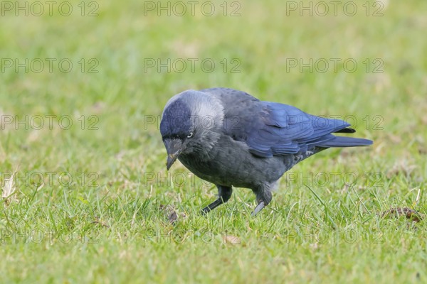 Jackdaw (Corvus monedula), adult bird foraging in a meadow, wildlife, birds, raven, Baltic Sea coast, Fehmarn Island, East Holstein Schleswig-Holstein, Germany