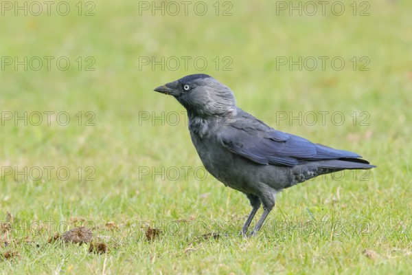 Jackdaw (Corvus monedula), adult bird foraging in a meadow, wildlife, birds, raven, Baltic Sea coast, Fehmarn Island, East Holstein Schleswig-Holstein, Germany