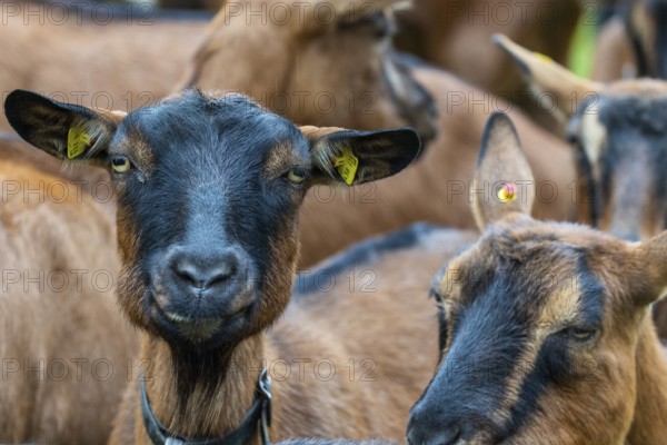 Domestic goat (Capra aegagrus hircus), Laterns, Laternser Tal, Vorarlberg, Austria
