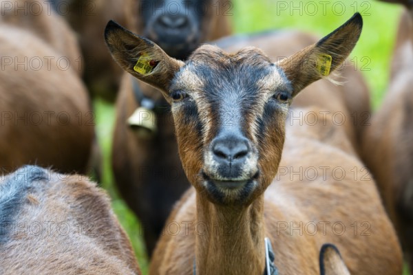 Domestic goat (Capra aegagrus hircus), Laterns, Laternser Tal, Vorarlberg, Austria