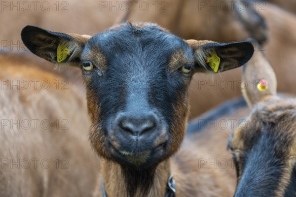 Domestic goat (Capra aegagrus hircus), Laterns, Laternser Tal, Vorarlberg, Austria