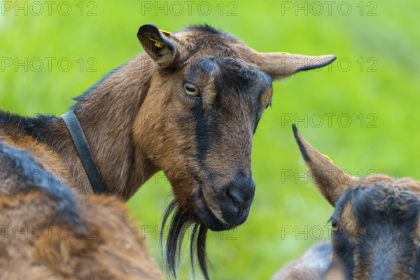 Domestic goat (Capra aegagrus hircus), Laterns, Laternser Tal, Vorarlberg, Austria