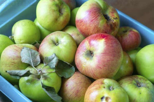 Freshly picked cooking apples harvested in blue storage box
