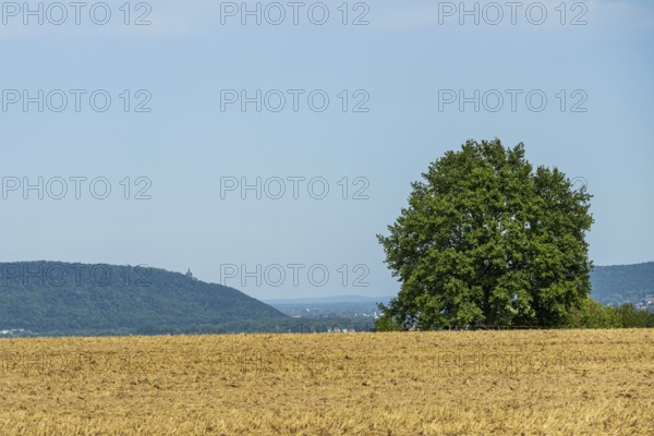 Wide field with a large tree, distant mountains on the horizon under a clear sky, Kaiser-Wilhem-Denkmal, Porta-Westfalica, Westphalia, North Rhine-Westphalia