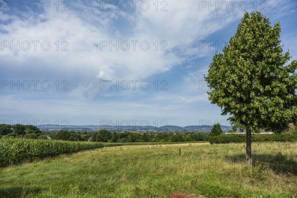 A wide landscape with a prominent tree and clouds in the sky, Bielefeld, Westphalia, North Rhine-Westphalia