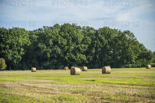 Green field with several bales of straw and dense trees on the horizon under a clear sky, Gütersloh, Westphalia