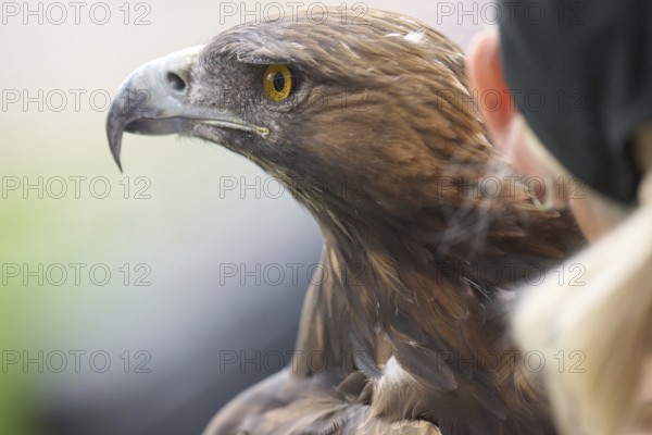 Football Bundeliga Eintracht Frankfurt-Union Berlin. The eagle Attila, heraldic animal of Eintracht Frankfurt, in front of the game