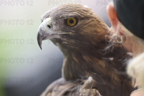 Football Bundeliga Eintracht Frankfurt-Union Berlin. The eagle Attila, heraldic animal of Eintracht Frankfurt, in front of the game