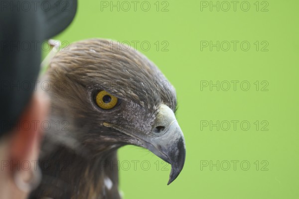 Football Bundeliga Eintracht Frankfurt-Union Berlin. The eagle Attila, heraldic animal of Eintracht Frankfurt, in front of the game