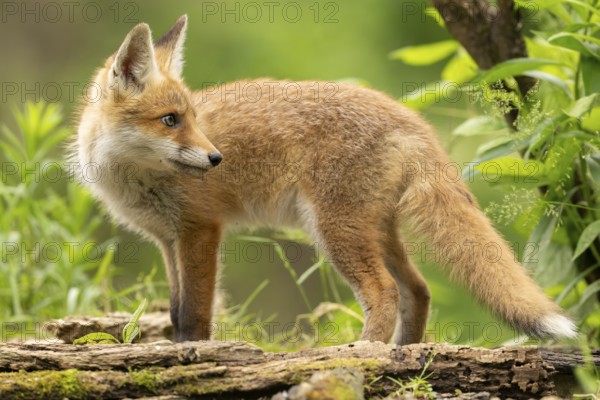 Red fox (vulpes vulpes), juvenile, standing sideways, Ormoz, Slovenia