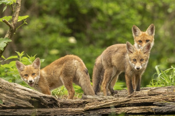 Three red fox pups (vulpes vulpes), juvenile, camera view, Ormoz, Slovenia