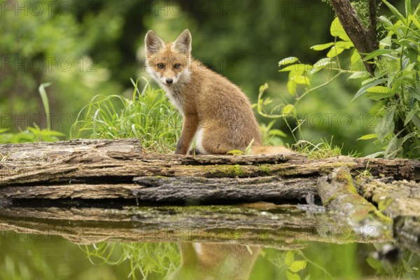Red fox (vulpes vulpes), juvenile, sitting with reflection, Ormoz, Slovenia