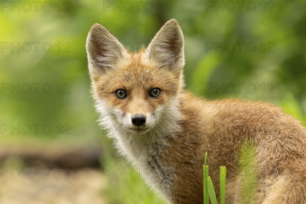 Red fox (vulpes vulpes), juvenile, portrait, Ormoz, Slovenia