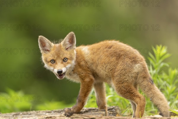 Red fox (vulpes vulpes), juvenile, from the side with camera view, Ormoz, Slovenia