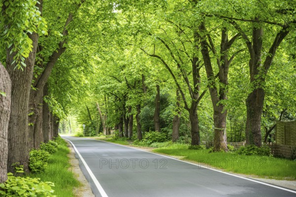 Landscape photo of a long road lined with dense, green trees and lush grass in summer, avenue near Sögel in Emsland