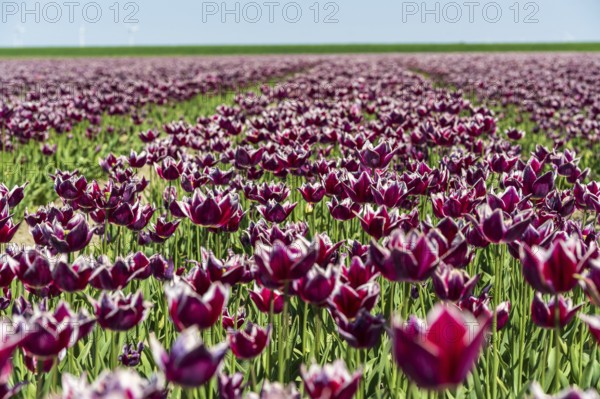 Blooming tulip field with intense purple colours under a clear sky, Faded tulip field in the province of Groningen