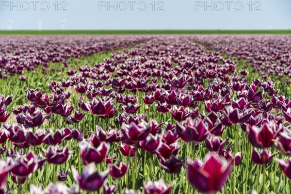 A wide field full of blooming purple tulips in front of a light blue sky, Faded tulip field in the province of Groningen