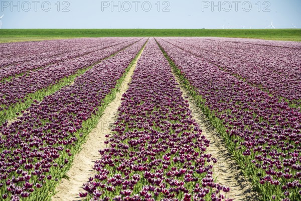Orderly rows of tulips in rich purple stretch to the horizon, Faded tulip field in the province of Groningen