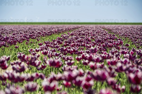 Wide tulip field under a clear sky with purple flowers and green background, Faded tulip field in the province of Groningen