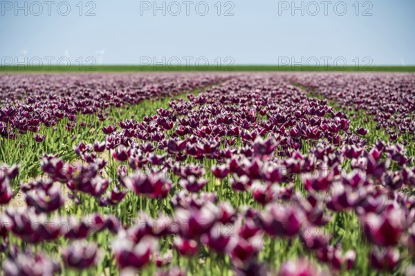 Extensive tulip field with purple flowers under a clear blue sky, Faded tulip field in the province of Groningen