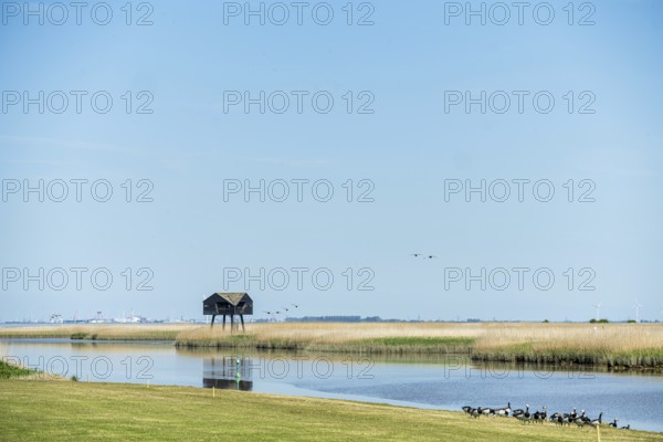 A tranquil landscape with a hut on stilts by the water and ducks in the foreground under a blue sky, bird hide on the Dollard near Nieuwe Statenzijl
