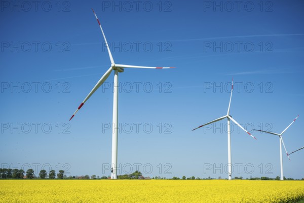 Large wind turbines stand in a rapeseed field under a cloudless blue sky, wind turbines in a rapeseed field in East Frisia