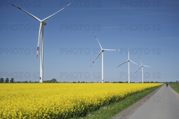 Wind turbines tower above a bright yellow rapeseed field under a bright blue sky, wind turbines on a rapeseed field in East Frisia