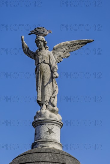 Angel figure with dove, Recoleta cemetery, Buenos Aires, capital of Argentina