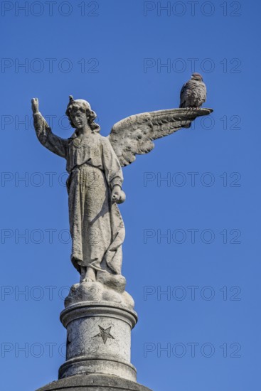 Angel figure with dove, Recoleta cemetery, Buenos Aires, capital of Argentina