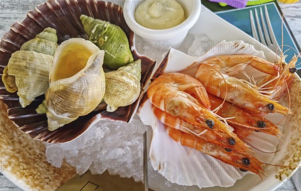 Fresh seafood aperitif platter on ice, featuring large, cooked shrimp and a variety of sea snails and whelks served in scallop shells, including a small dish of dipping sauce